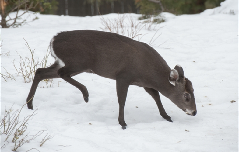 Julie Larsen Maher__0240_Tufted Deer in Snow_PPZ_02 10 15 (1).JPG